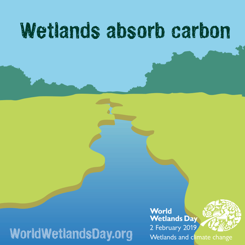 Graphic of wetlands absorbing carbon