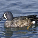 Photo of blue-winged teal