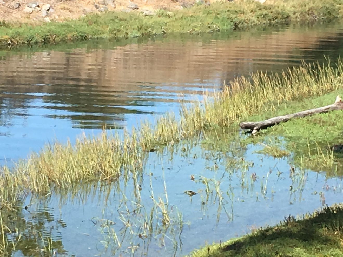 Images of Rose Creek – Friends of Rose Creek