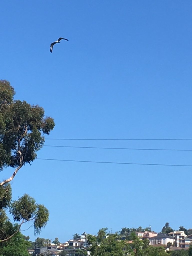 Images of Rose Creek – Friends of Rose Creek