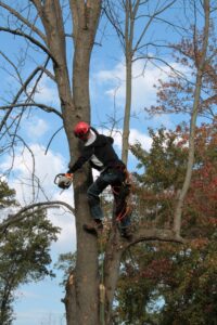 Photo of arborist in tree with chain saw