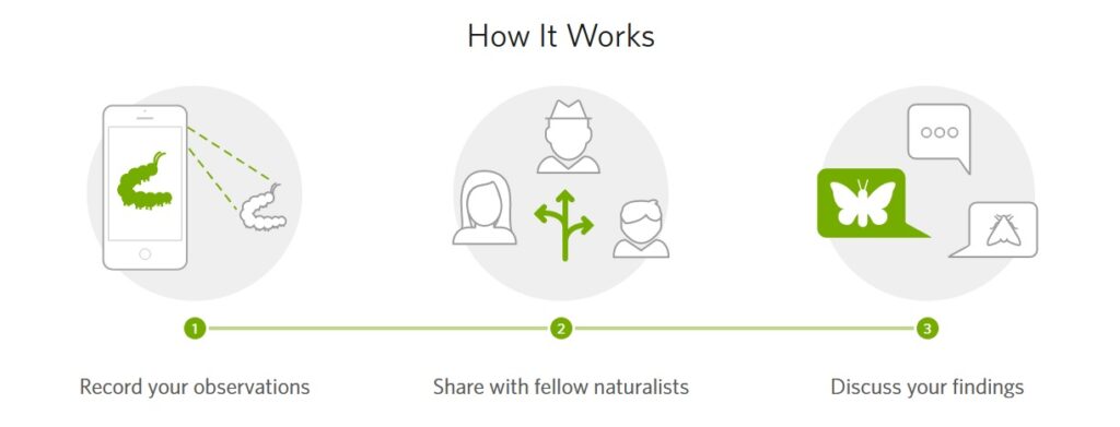 Diagram of iNaturalist workflow