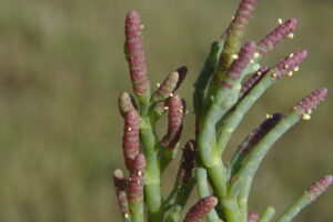 Close up photo of pickleweed