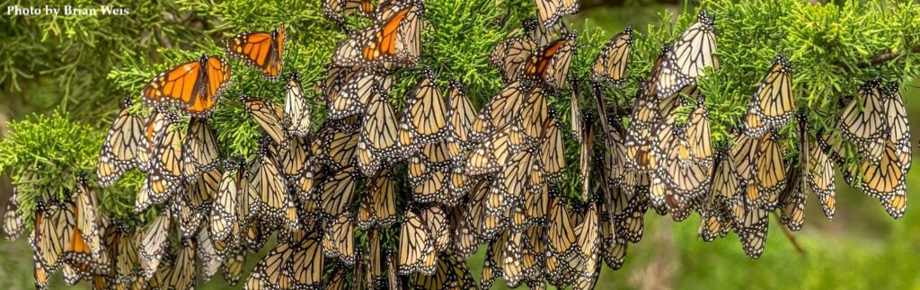 Photo of over-wintering Monarch butterflies by Brian Weis
