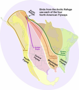 Major flyways in North America