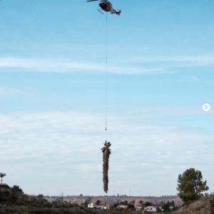 Photo of helicopter airlifting a Mexican Fan Palm out of Navajo Canyon