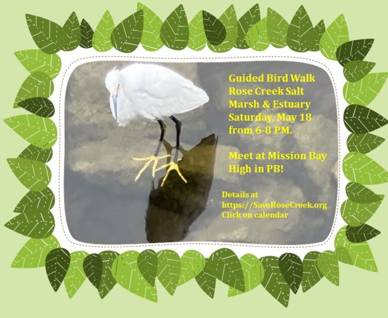 May Bird Walk along Rose Creek – Friends of Rose Creek