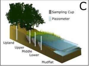 salt marsh zone image from the article
