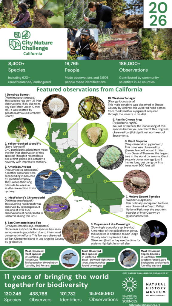 Infographic of California City Nature Challenge Results