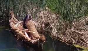 Image from Video